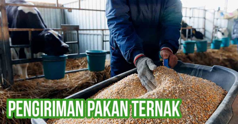 Pengiriman pakan ternak dengan pekerja mengisi troli di kandang sapi.